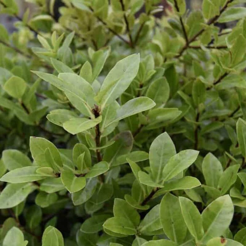 Pittosporum tenuifolium 'Golf Ball'PBR 20-30 cm